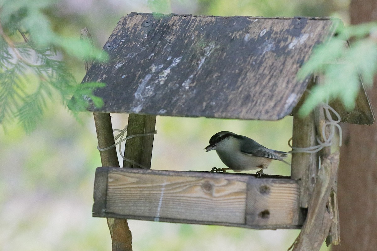 Eurasian Nuthatch - ML644604376