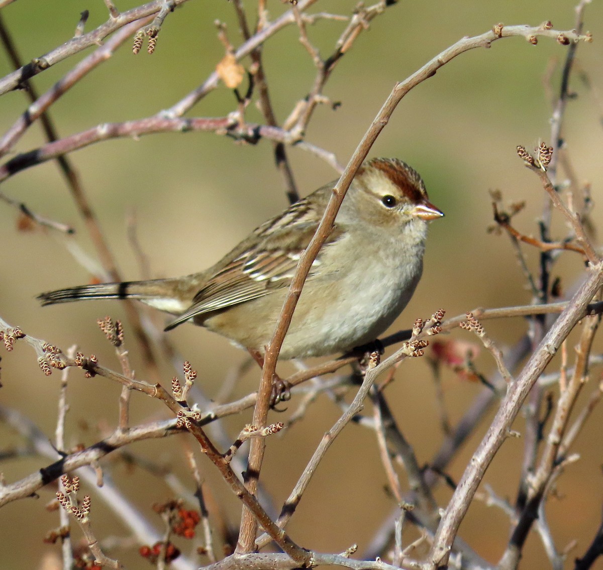 White-crowned Sparrow (Gambel's) - ML644604377