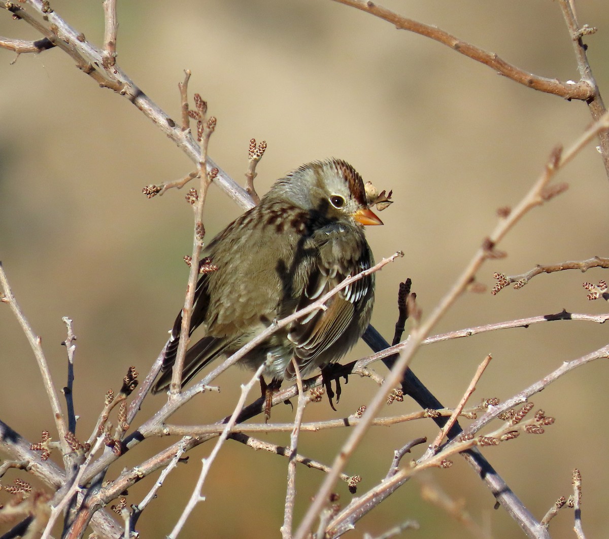 White-crowned Sparrow (Gambel's) - ML644604378
