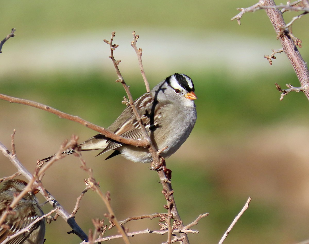 White-crowned Sparrow (Gambel's) - ML644604379