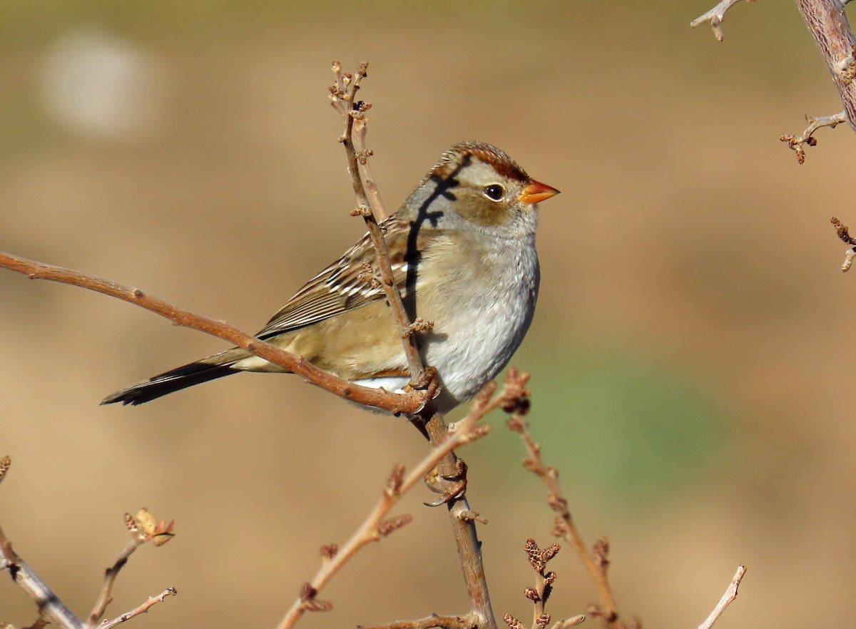 White-crowned Sparrow (Gambel's) - ML644604380