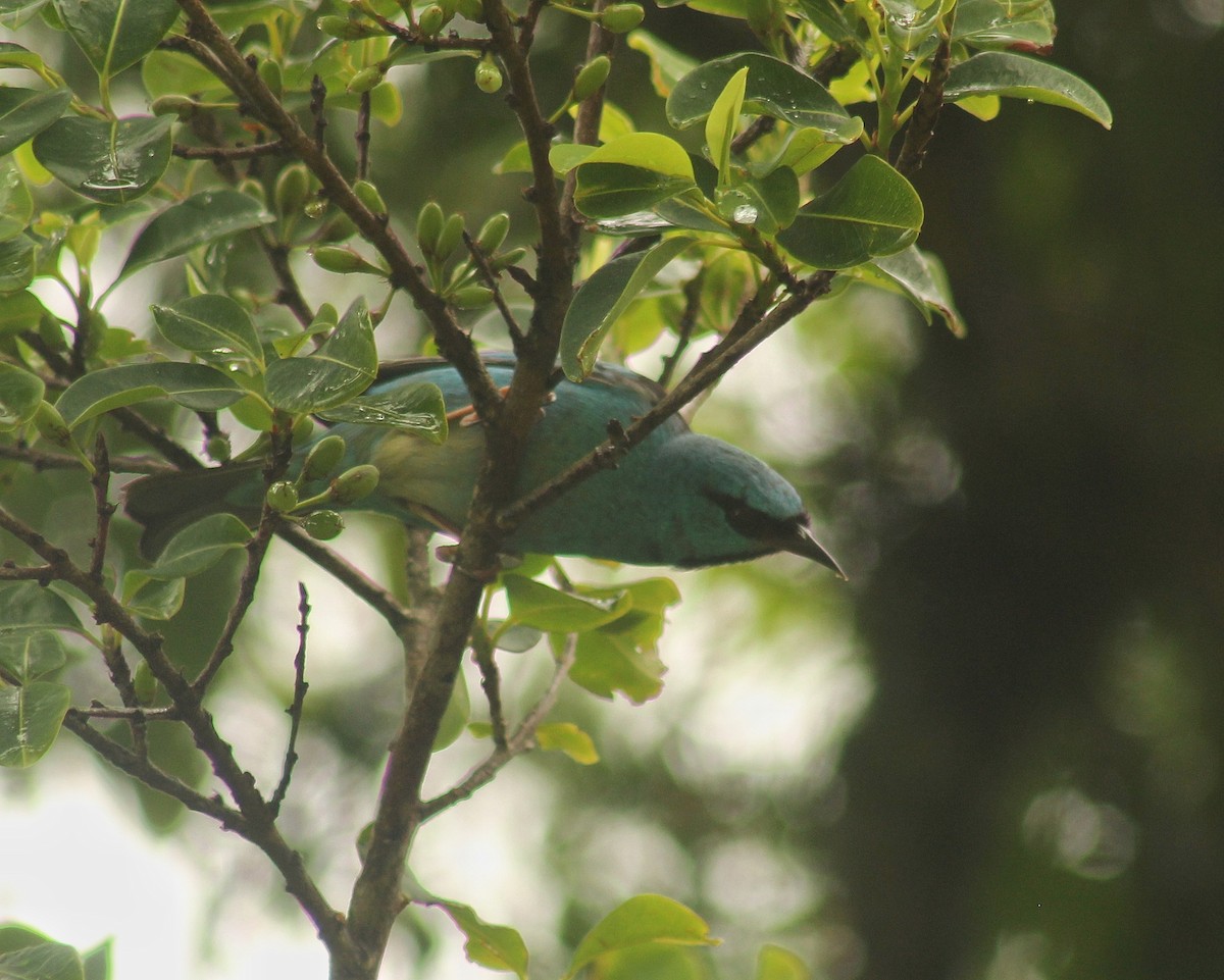 Blue Dacnis - ML644604384