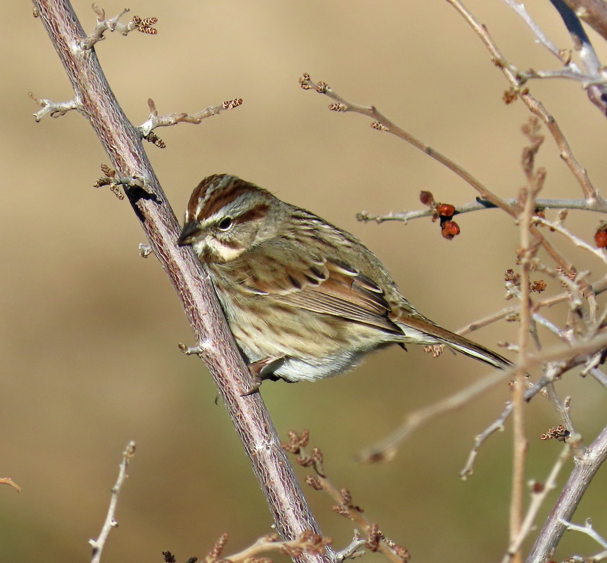 Song Sparrow - ML644604385