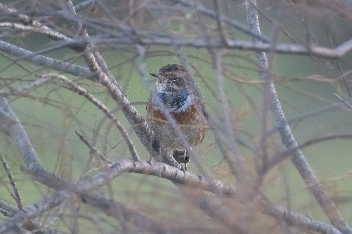 Bluethroat - ML644604387