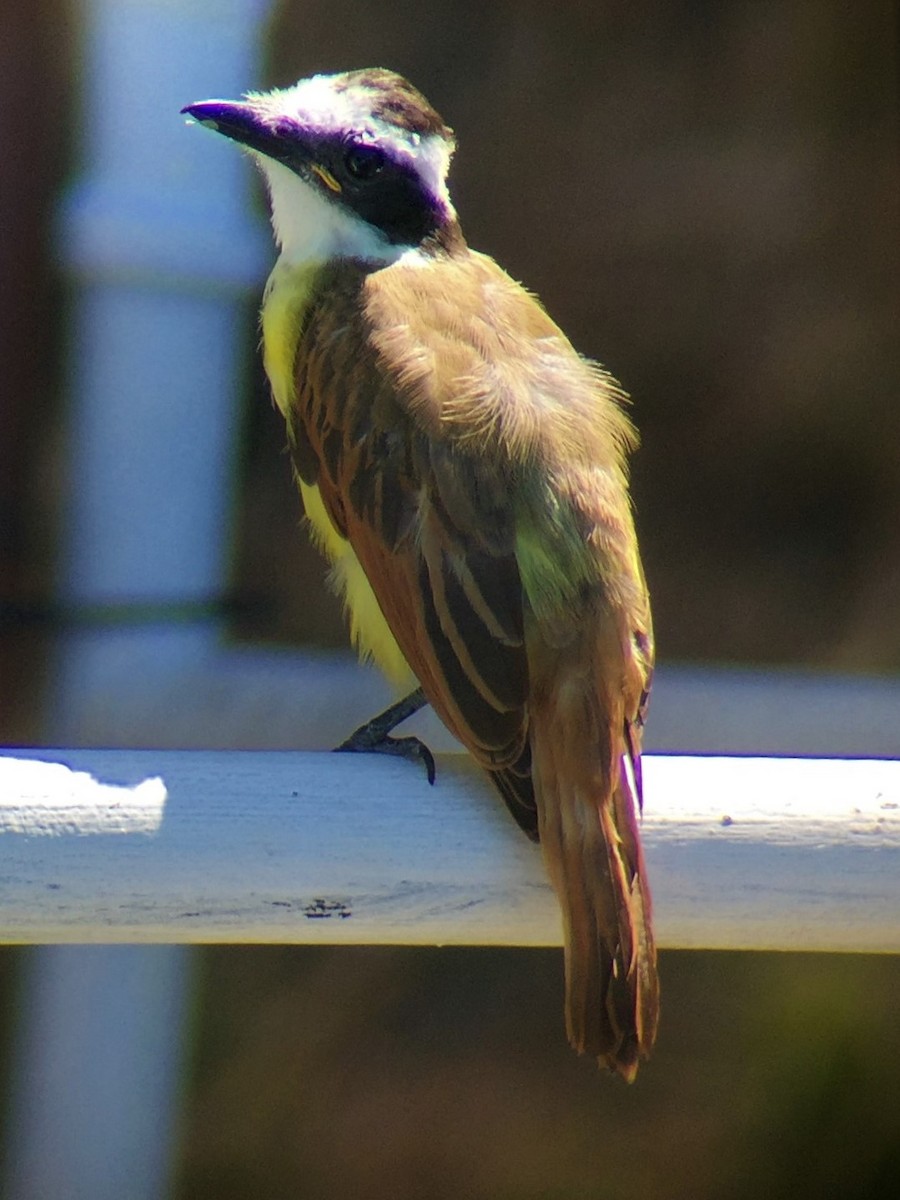 Большой бентеви, кискади - ML644604388