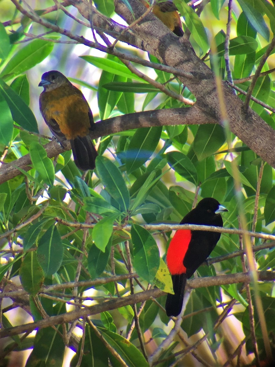 Scarlet-rumped Tanager - ML644604389