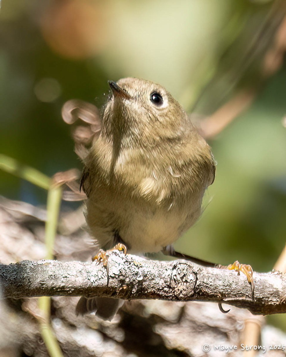 Ruby-crowned Kinglet - ML644604391