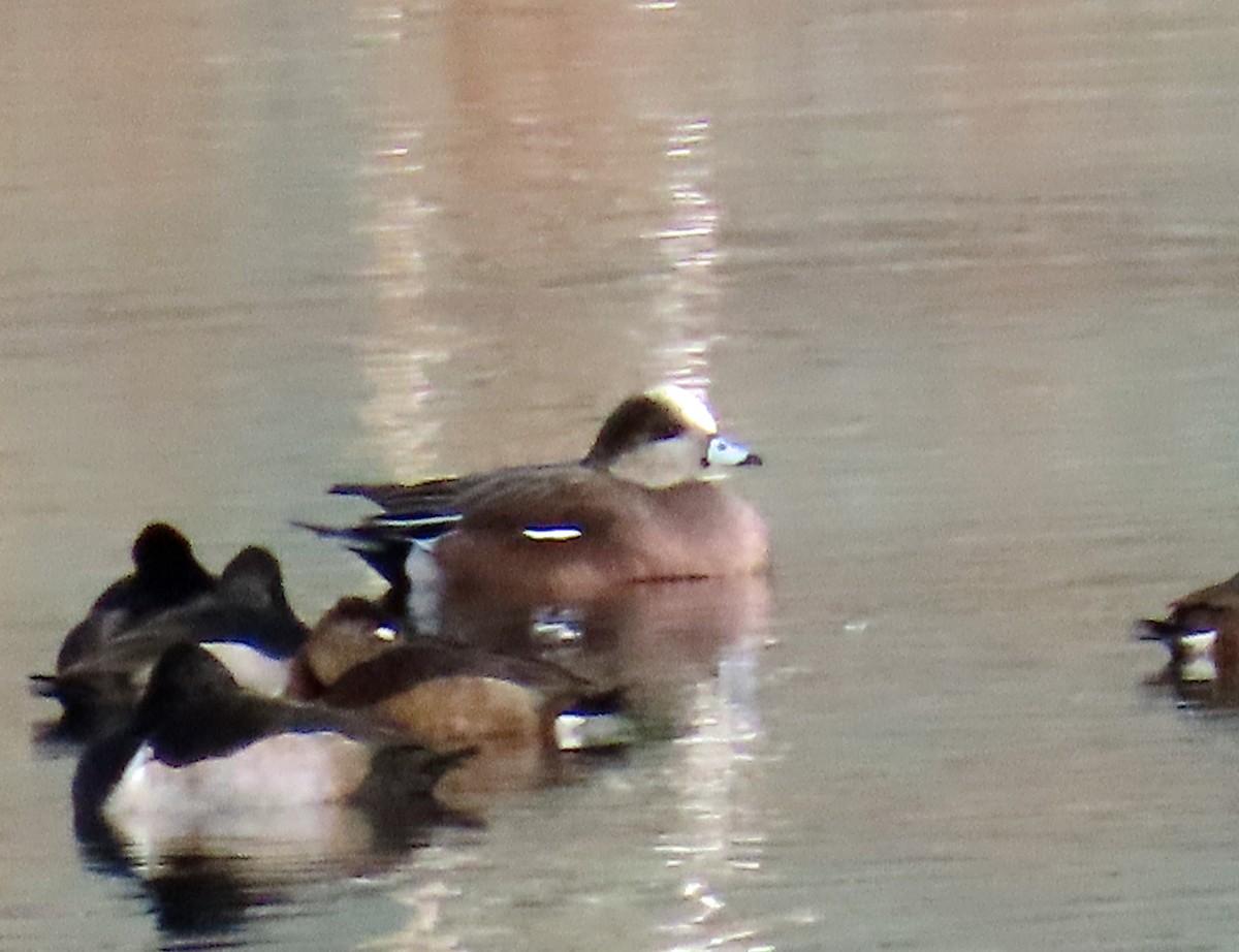 American Wigeon - ML644604393