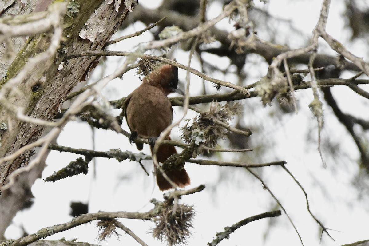 Brown Cacholote - ML644604394