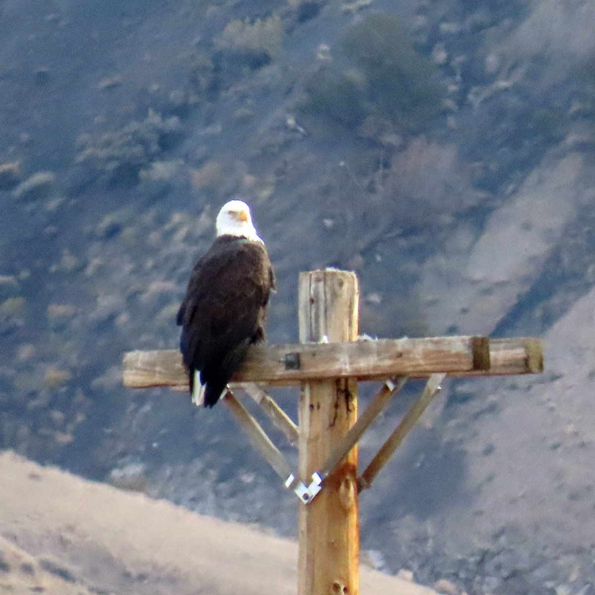 Bald Eagle - ML644604420
