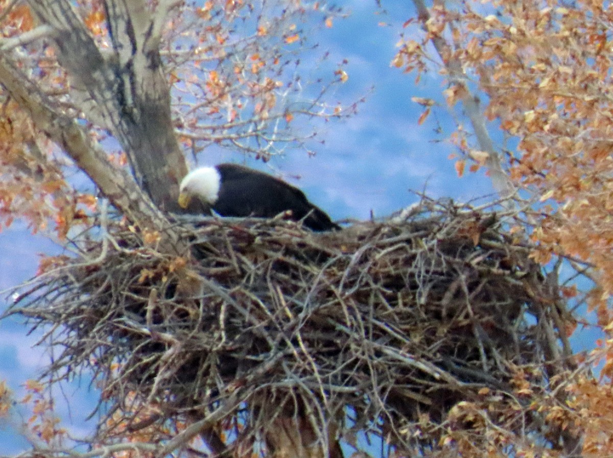 Bald Eagle - ML644604421