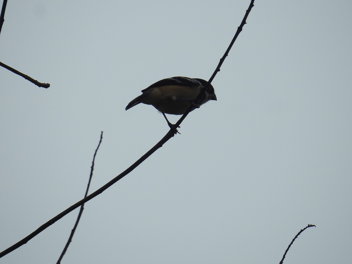 Morelet's Seedeater - ML644604422