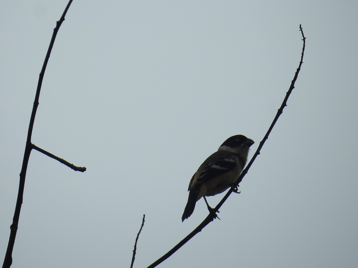 Morelet's Seedeater - ML644604423