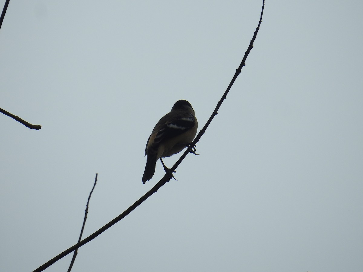 Morelet's Seedeater - ML644604424