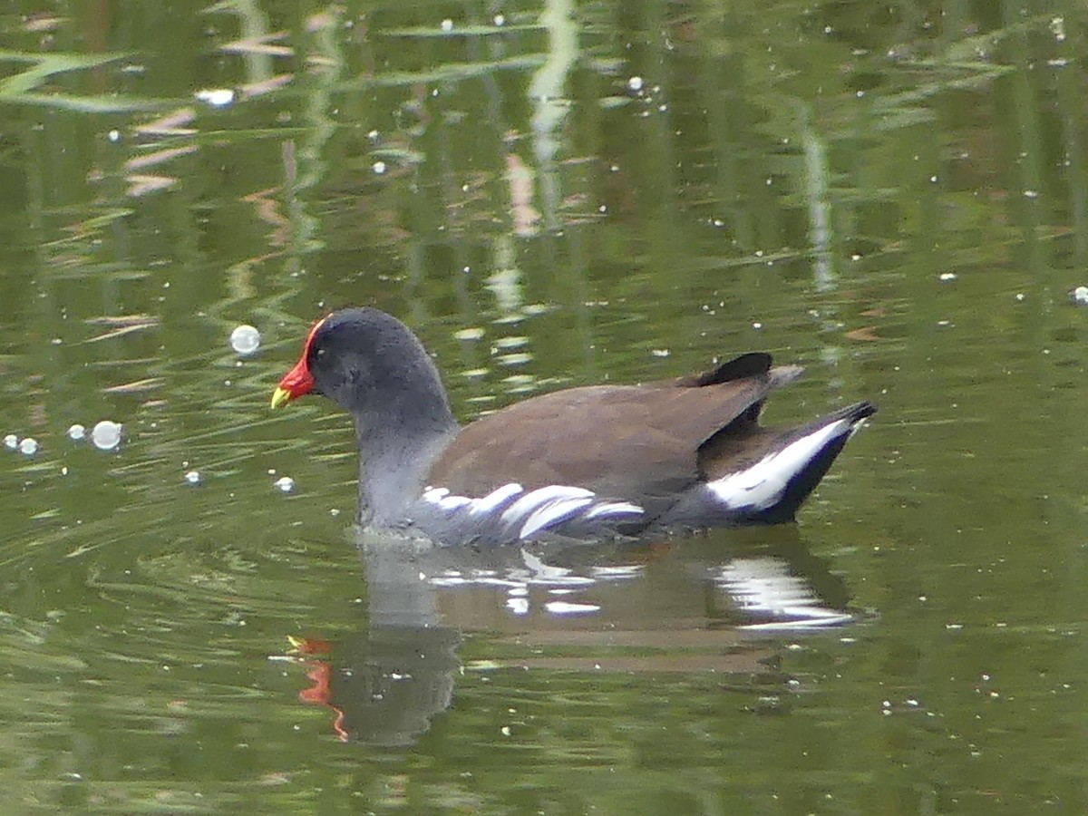 Common Gallinule - ML644604429