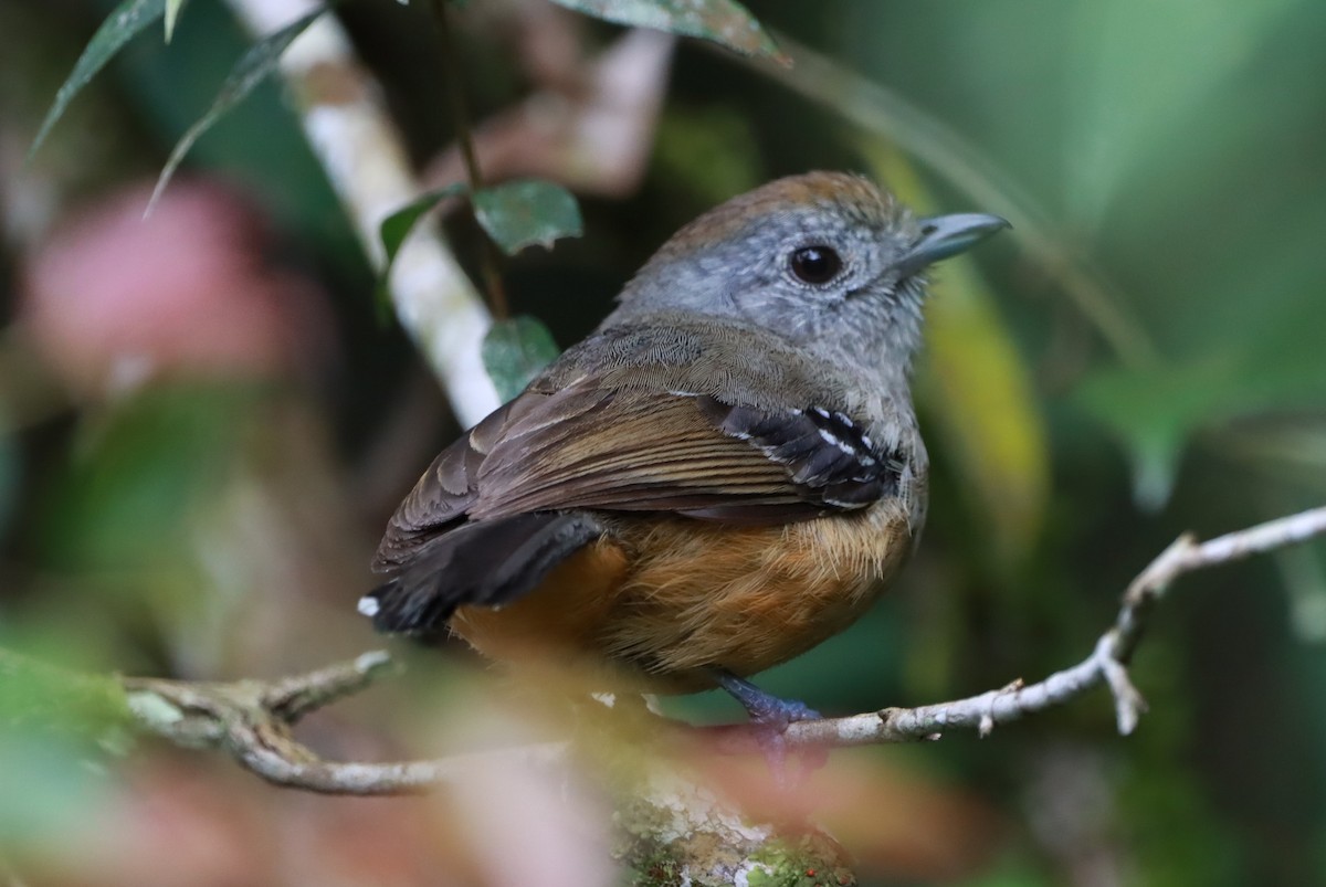 Variable Antshrike - ML644604433