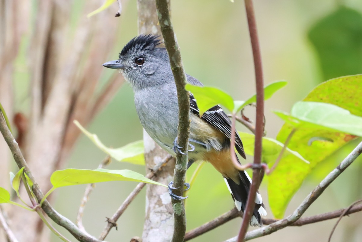 Variable Antshrike - ML644604439