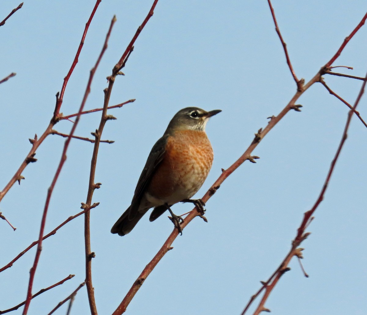 American Robin - ML644604440