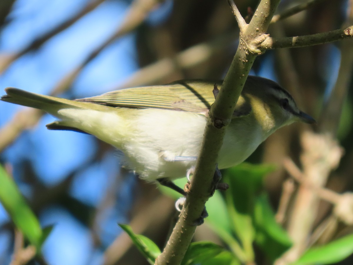 Kızıl Gözlü Vireo - ML644604441
