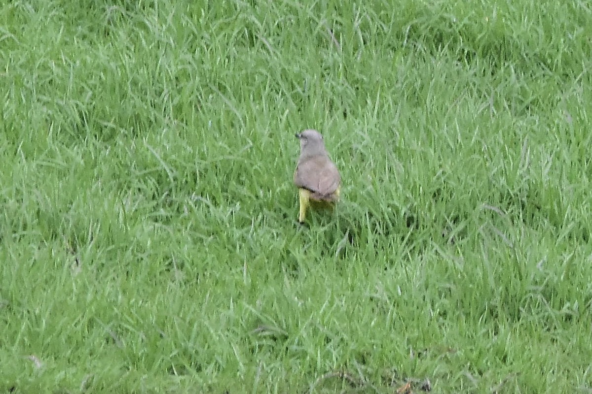 Cattle Tyrant - ML644604451