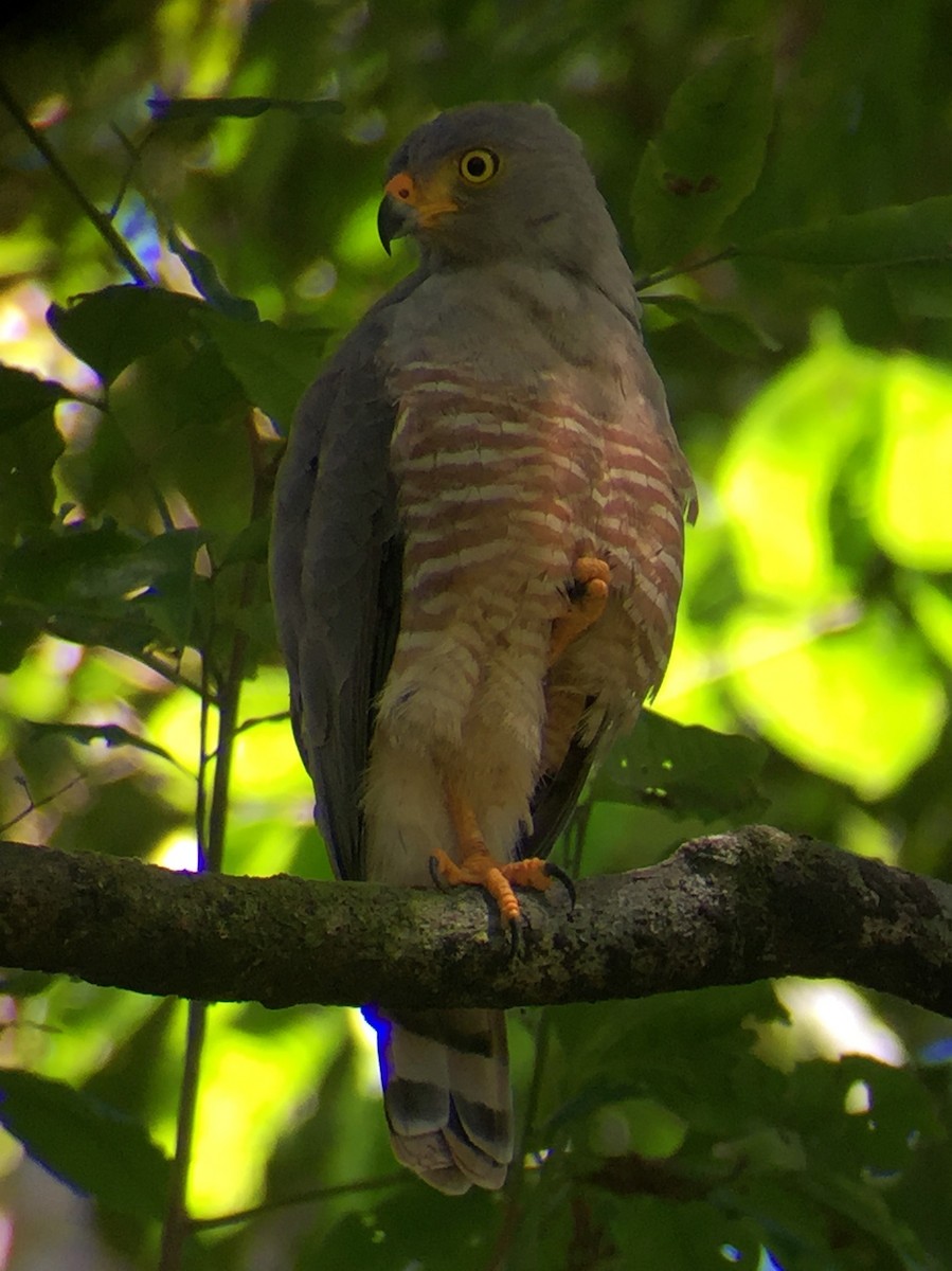 Roadside Hawk - ML644604456