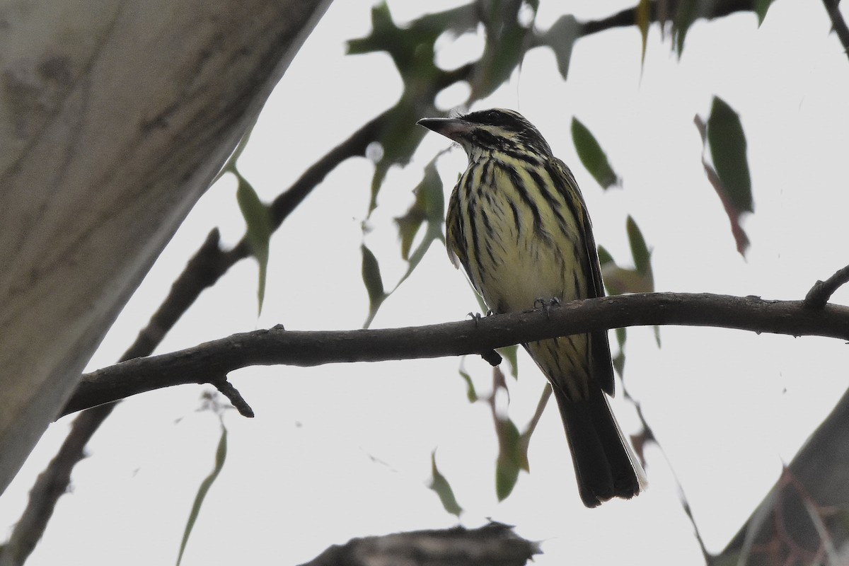 Streaked Flycatcher - ML644604457