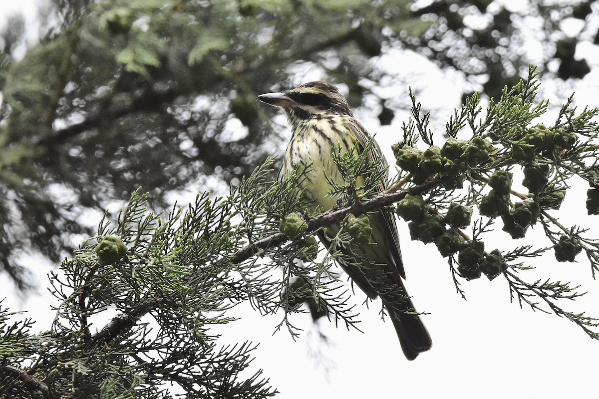 Streaked Flycatcher - ML644604458