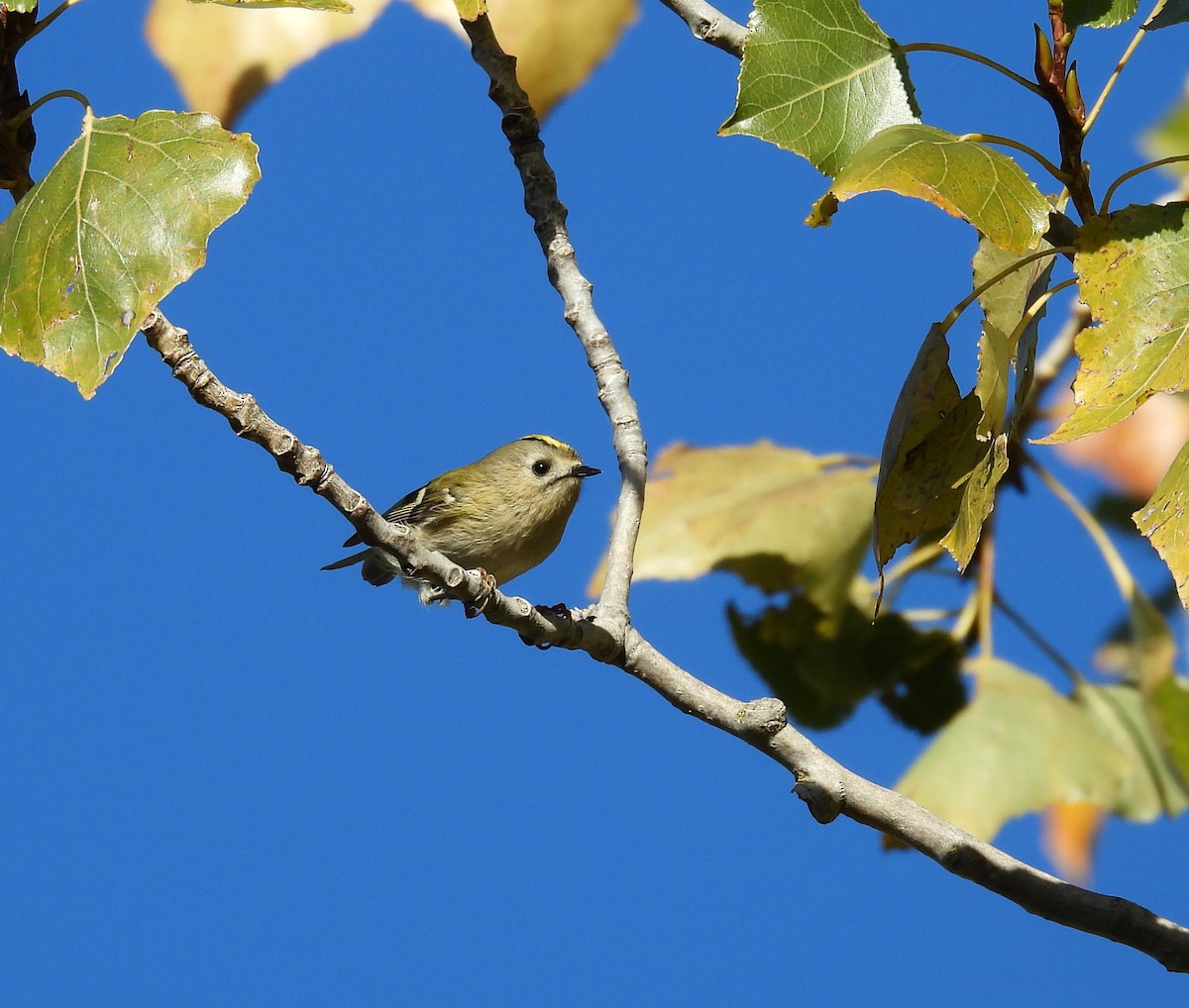Goldcrest - ML644604463
