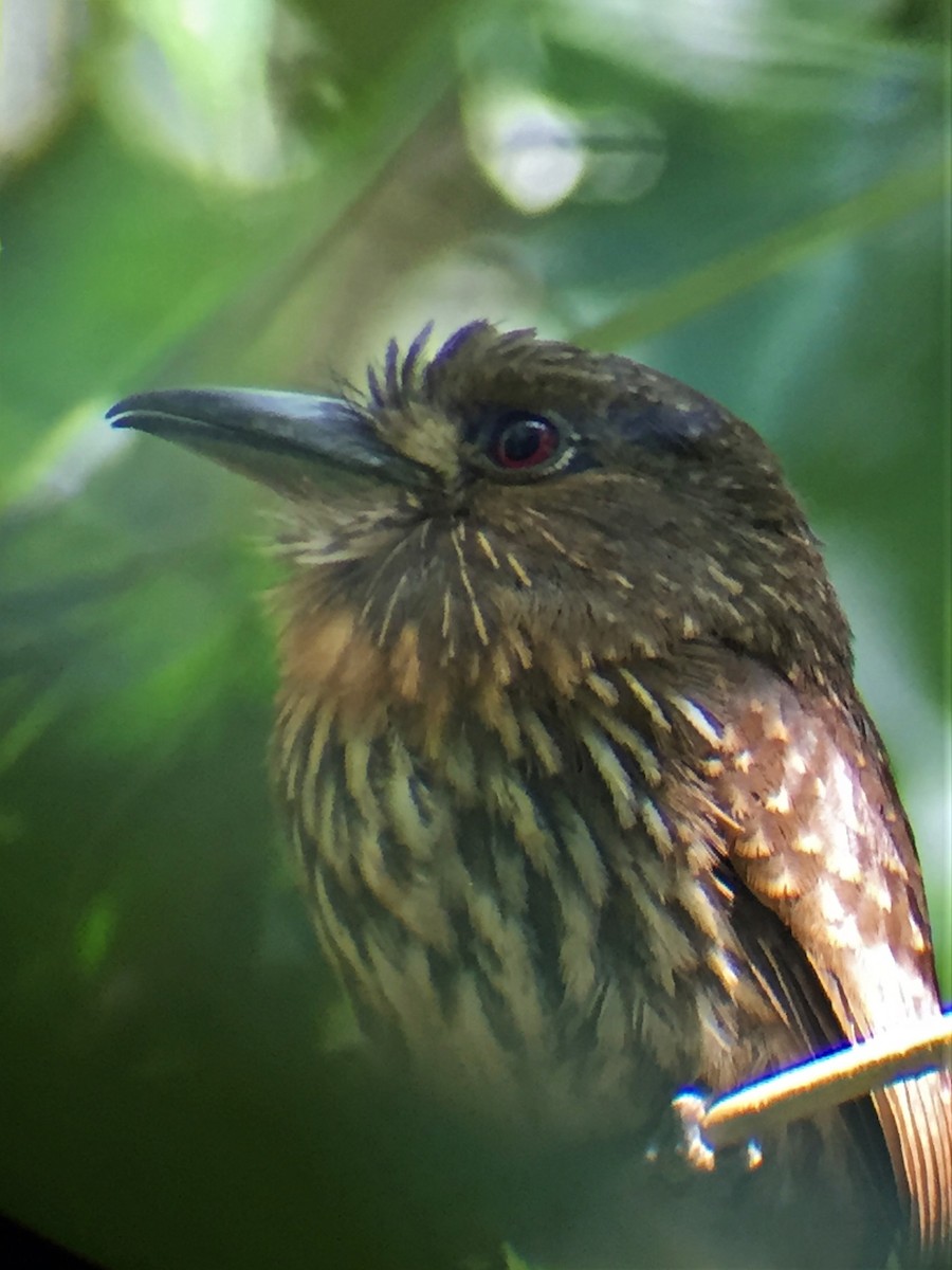 White-whiskered Puffbird - ML644604464