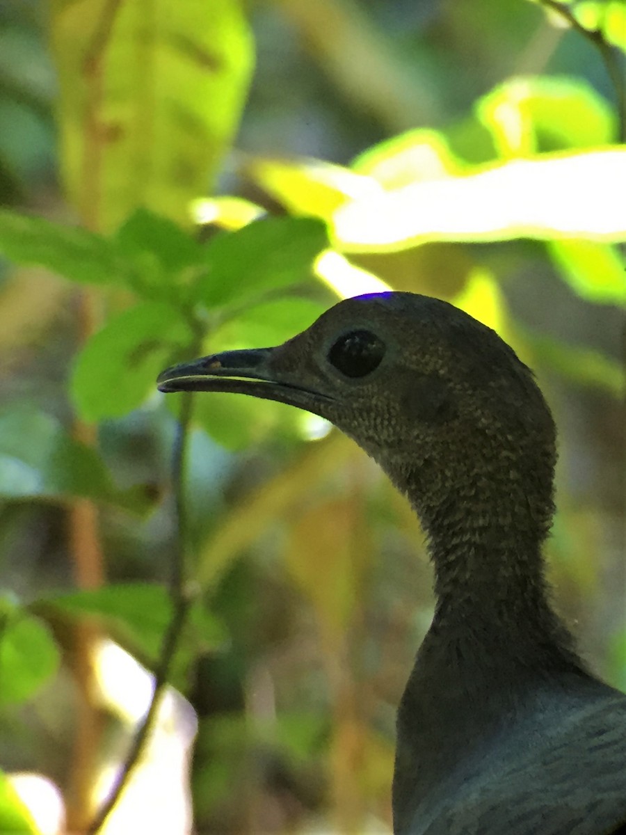 Great Tinamou - ML644604465