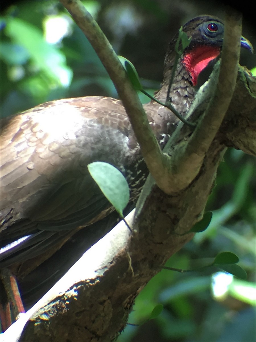Crested Guan - ML644604466
