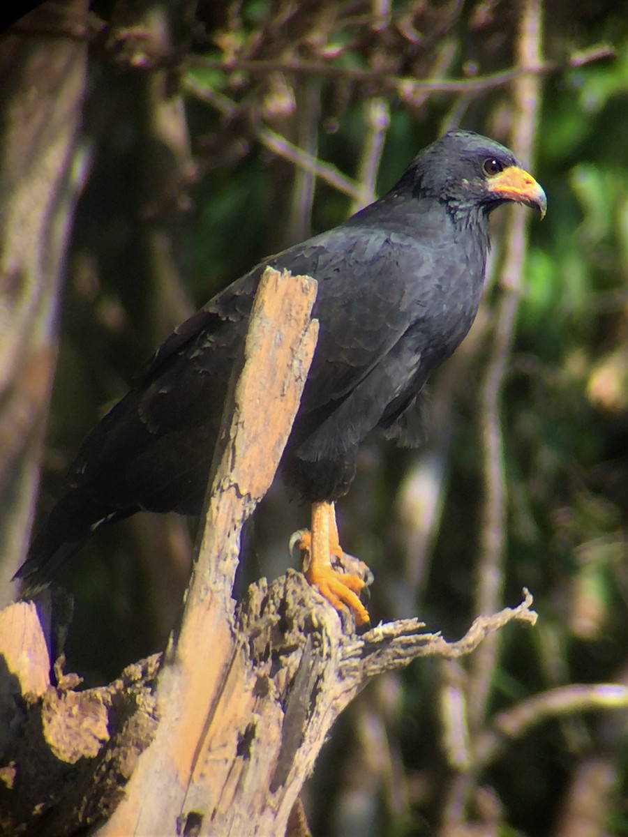 Common Black Hawk - ML644604467