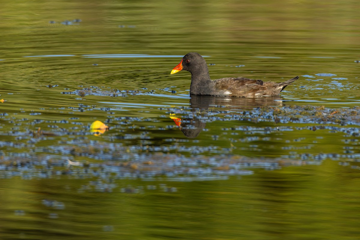 Gallinule poule-d'eau - ML644604471