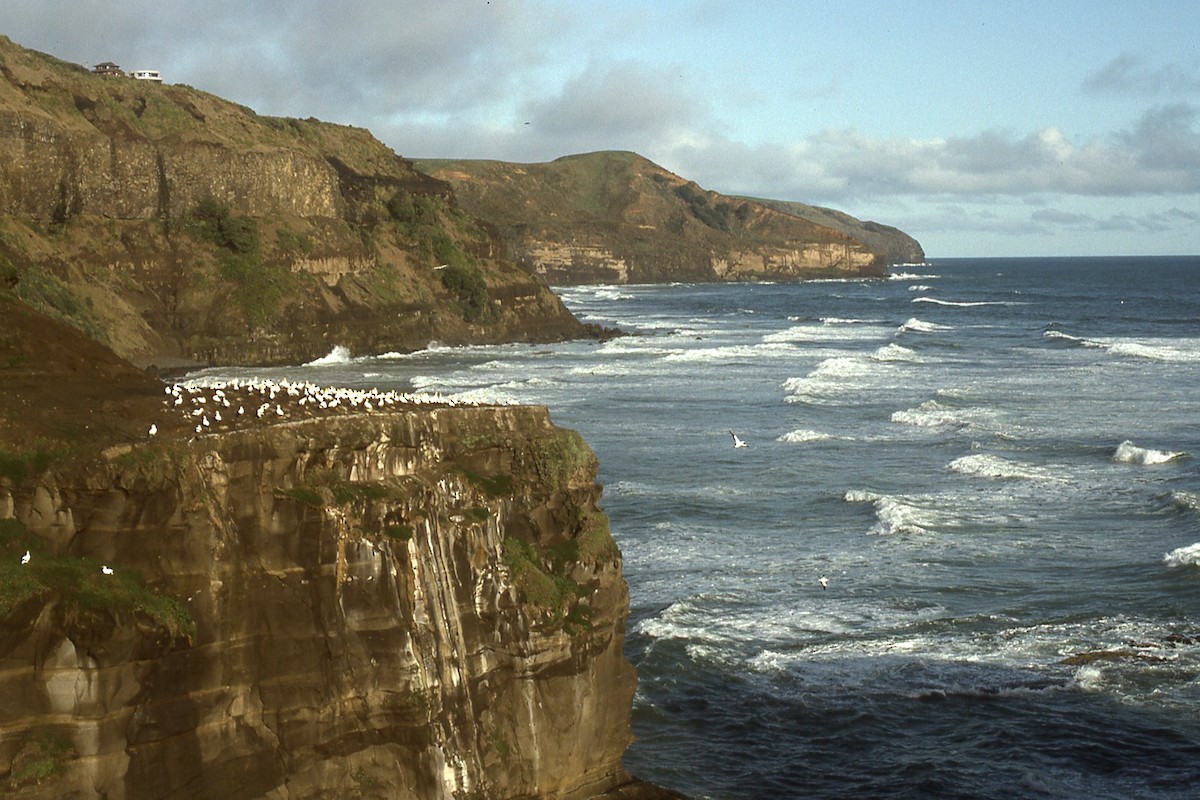 Zanga australiarra - ML644604475