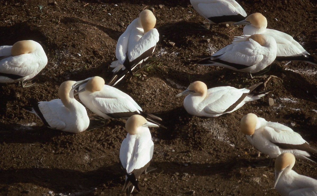 Zanga australiarra - ML644604476