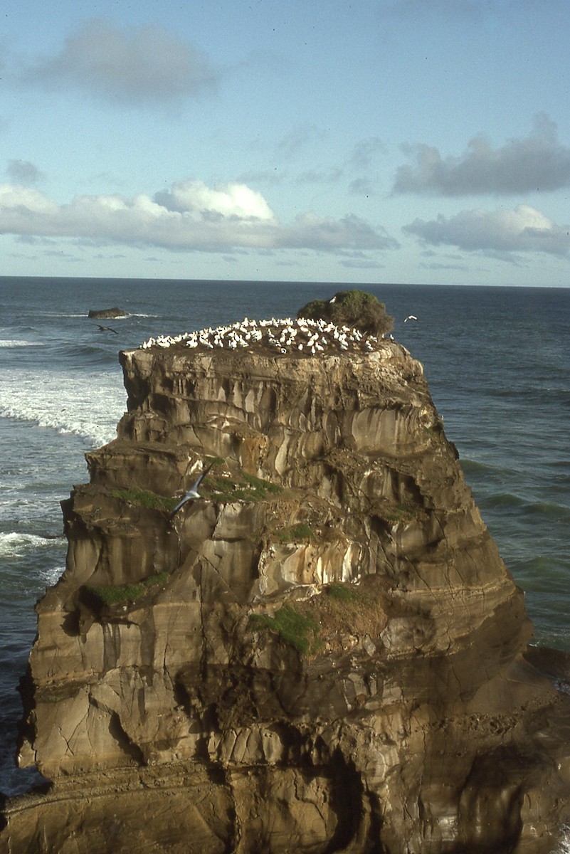 Zanga australiarra - ML644604477