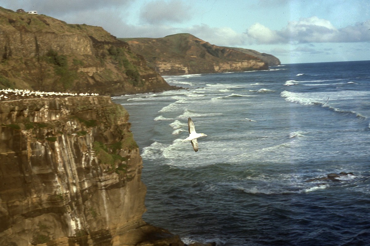 Zanga australiarra - ML644604478