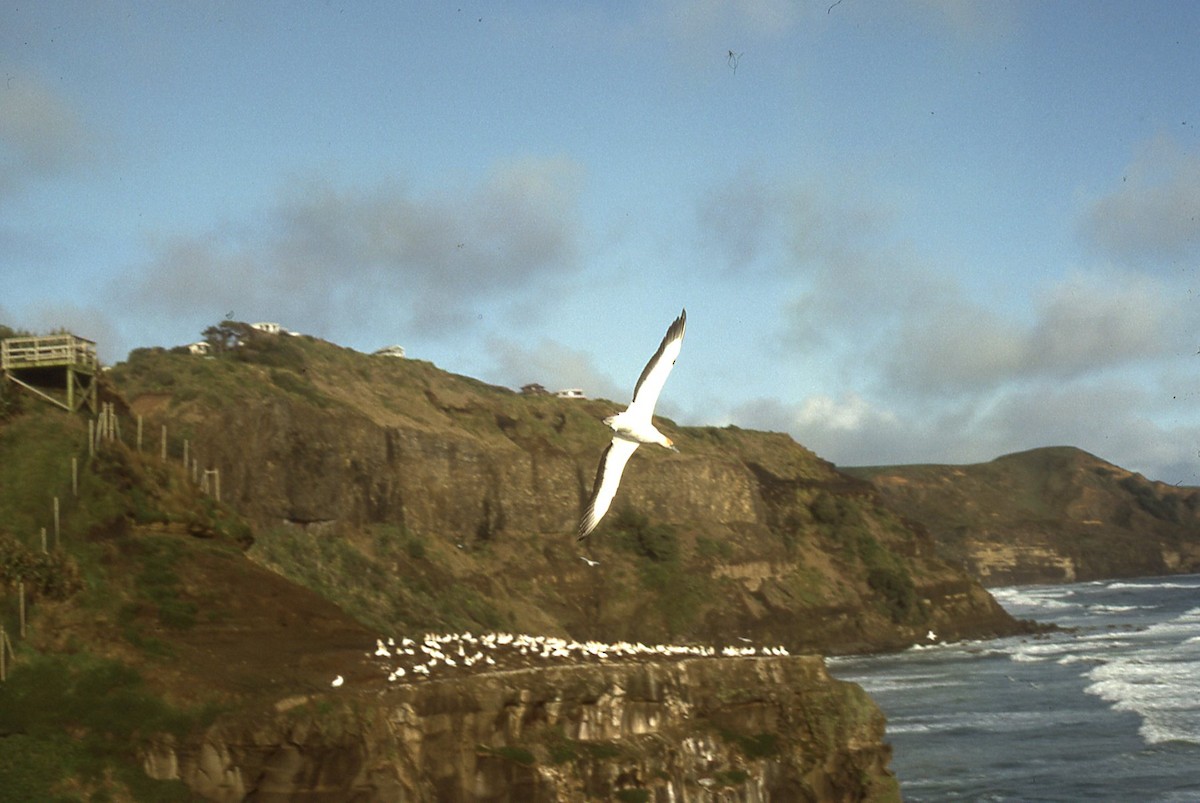 Zanga australiarra - ML644604479