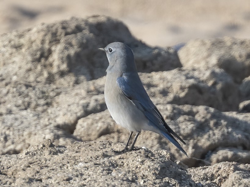 Mountain Bluebird - ML644604480