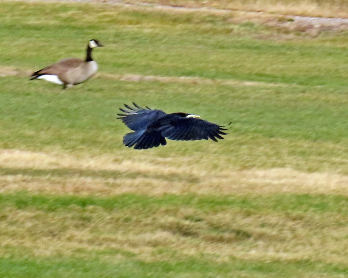 American Crow - ML644604486