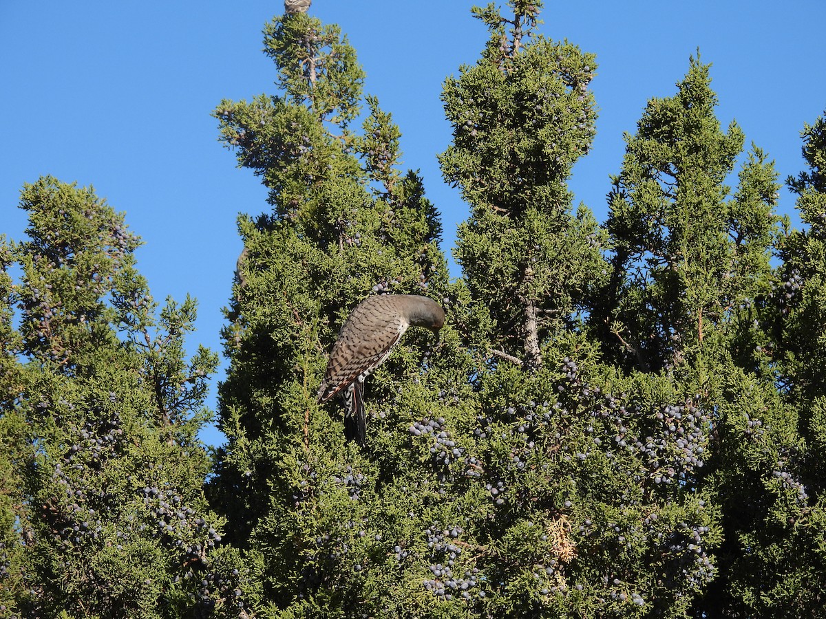 Шилоклювый дятел [группа cafer] - ML644604487