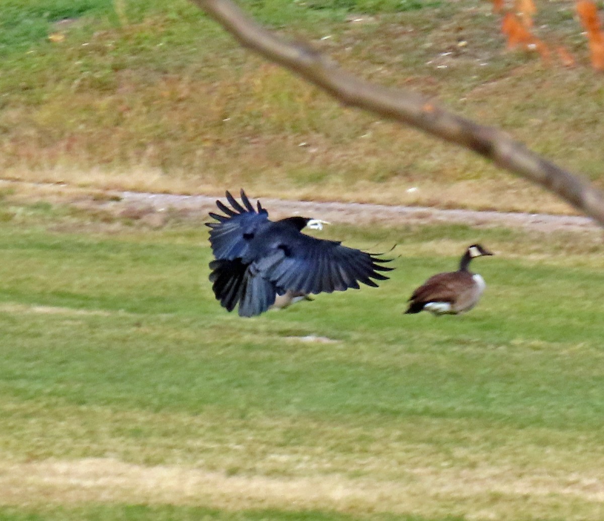 American Crow - ML644604488