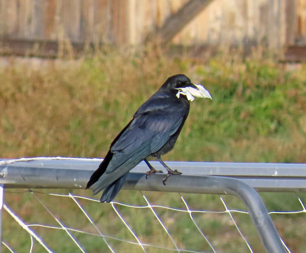 American Crow - ML644604489