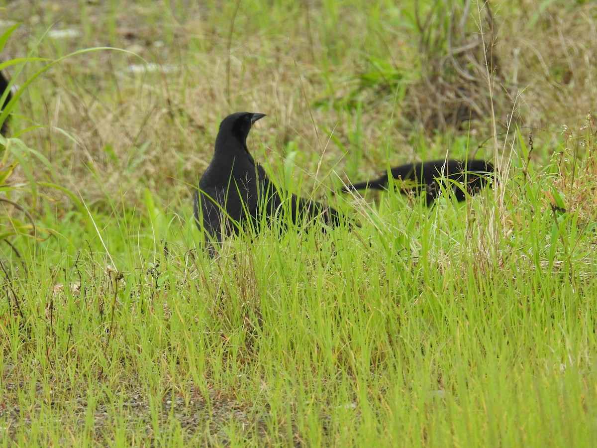 Melodious Blackbird - ML644604502