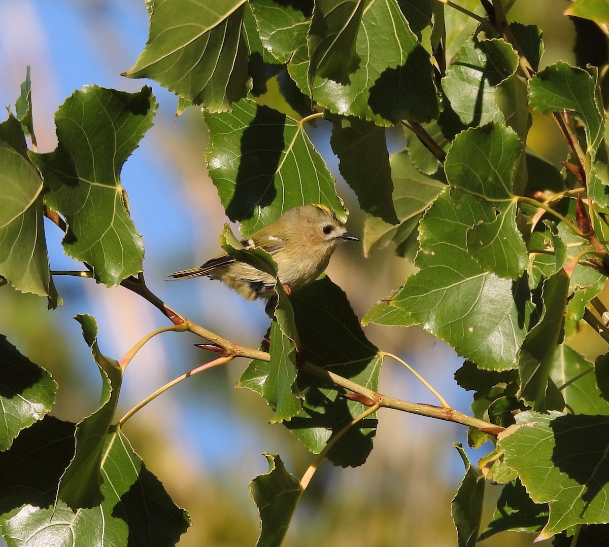 Goldcrest - ML644604504