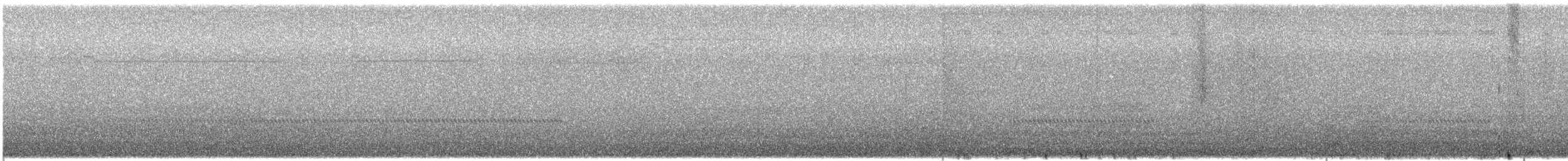 Effraie des clochers (schmitzi) - ML644604508