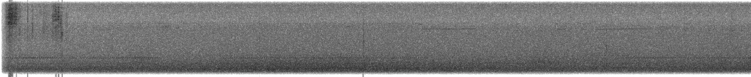 Effraie des clochers (schmitzi) - ML644604509