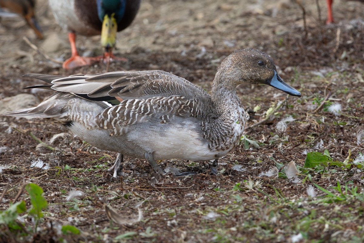 Codone - ML644604515