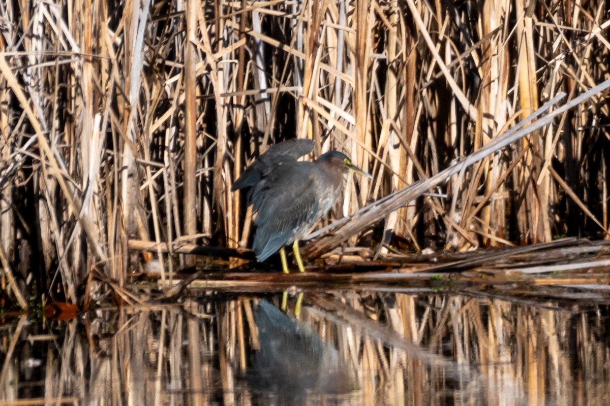 Green Heron - ML644604519