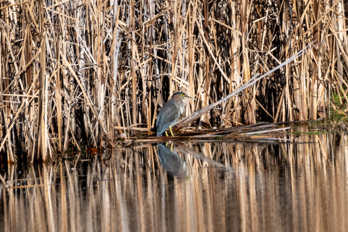 Green Heron - ML644604520